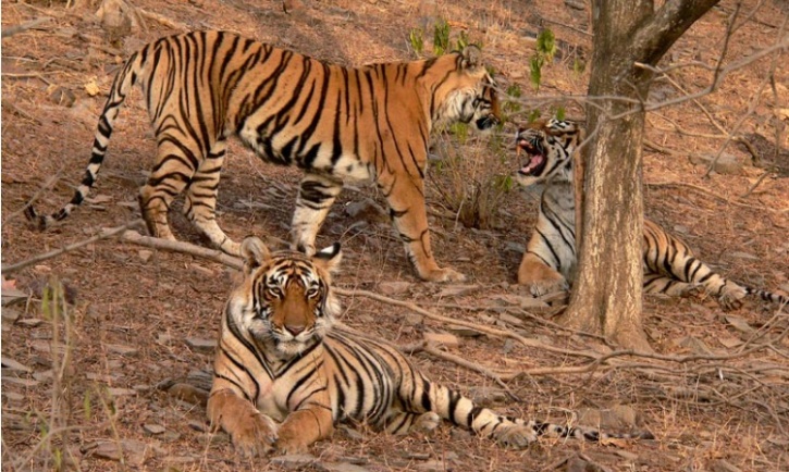 Machli with two cubs
